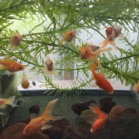 はい、今日は突然でふが金魚ちゃん