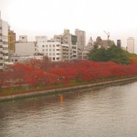 桜モミジの並木道