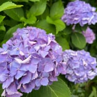 今日は２１時からオンライン夜会と、ルリカさんにご質問にお答えしてと