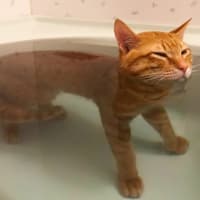 リモートワーク開始