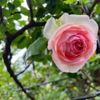 今日から6月
