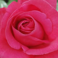 万博記念公園へ薔薇の撮影です