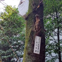 【里の秋】静かな静かな秋かと思えば・・・
