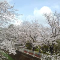 来年も、絶対に桜を観るぞ！　（私の目標）