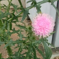 思わぬ場所で出会ったのは…