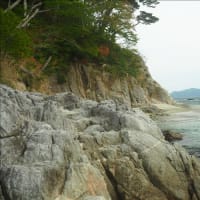 咲いている花はヤマブキとニガイチゴ、アマドコロです。