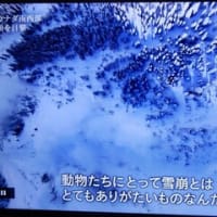 凄い光景「カナダ寒暖の奇観」よりP2