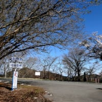 桜咲く奥武蔵グリーンライン峠巡り