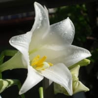 6/27　めぐり～散歩道の花たち(57)。。。エアコン分解洗浄