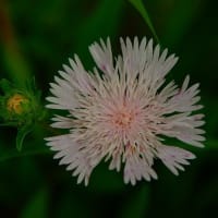 2025年6月「花々」を記録してきました。