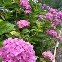 紫陽花の季節
