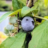 パパさんのお腹の中