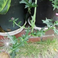 入梅直前のわが家の花々