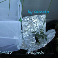 トマト栽培。