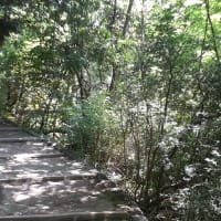 初夏の三四郎池畔を歩く。