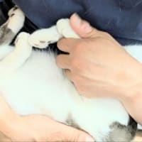 末っ子コレクション⑤