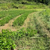 青首大根、発芽