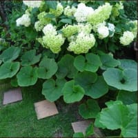 おすすめのユリ★庭は楽しいことをする所★観葉植物の植え替え