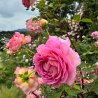 ばら バラ 薔薇（2）