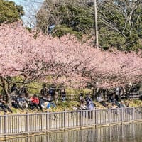 河津桜の名所・・・神奈川県三浦市！