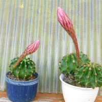 夏の近場の風情」