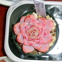 エケベリア　デビュー