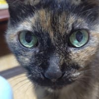 ねこ18