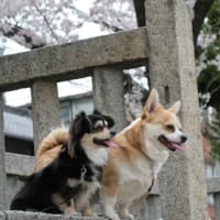 ティオ（チワギー）＆ナッツ（チワギー）　お花見に行ってきました
