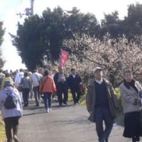 みなべ梅林