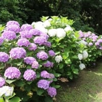 花の命は結構長い・・・♪