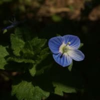 4月のきすみの