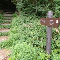 耐暑登山で六甲山