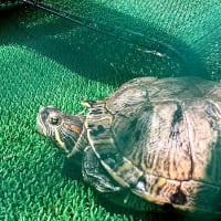 海の日の皇帝ヒョードルとかめっぱち！　海の日関係ないけどね！