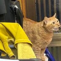 看板猫のいるお店で猫飲み 1 (2408-1)