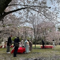 観桜茶会へ（２）