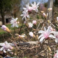 小樽方面へ桜を探して３）小樽稲荷神社
