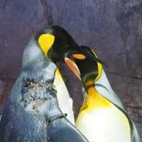 王様ペンギンの婚活　２：結果