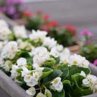 花も綺麗に咲いて来ました