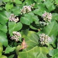 河川敷も徐々に秋の花に…