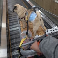 ホムセンデビュー♪