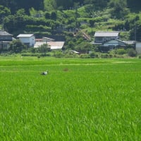 2025年06月28日　コウノトリ目撃情報