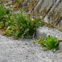 カワラヒワの朝食風景