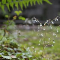 6月初めの高尾山で出会った花　・・・　Flowers found on Mt. Takao in early June