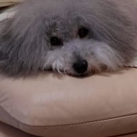 ～今日も明日も～