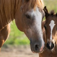 🐴 競走馬の悲しい現実