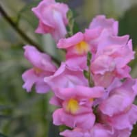 散歩道谷端川緑地　大輪のアマリリスが咲く　　　38