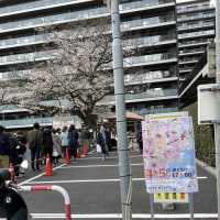 今までありがとう桜の木