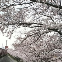 ハッピーショッピング と 満開の桜（兵庫県小野市役所前）