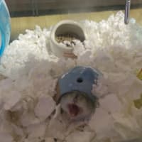 ハムスターとたわむれる