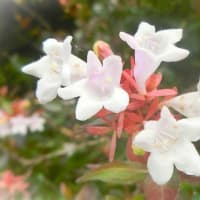 7月上旬の花写ン歩②